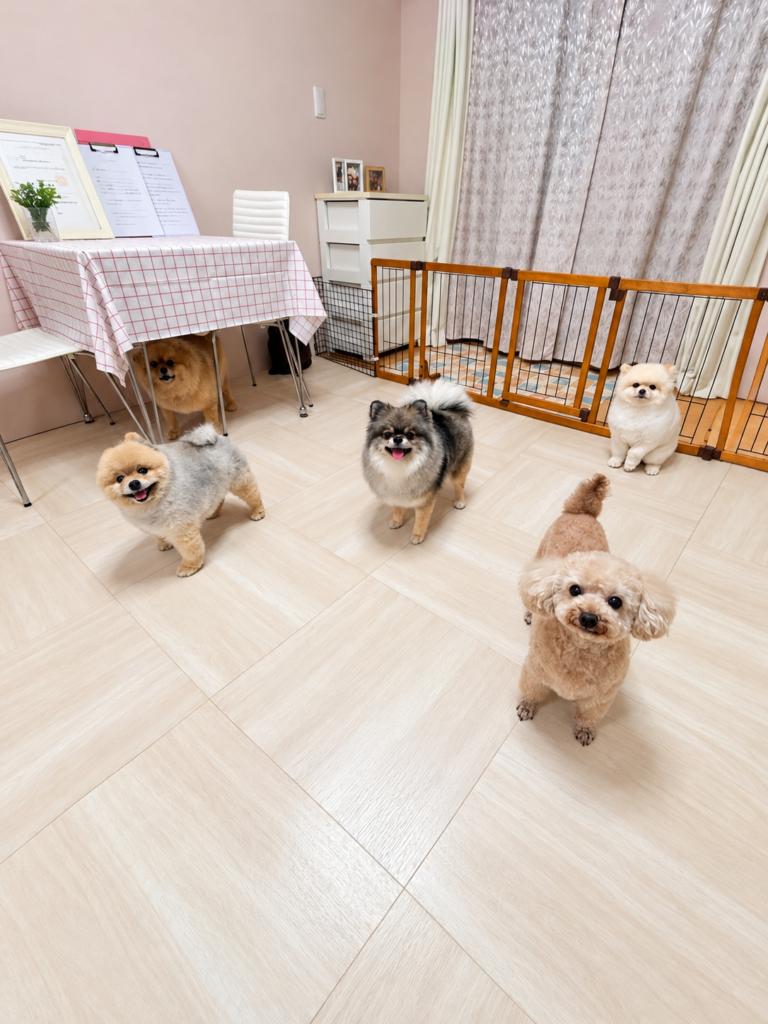 東京都瑞穂町のペットホテル「わんちゃんの美容院　からちゃん」の屋内で過ごすわんちゃんたち