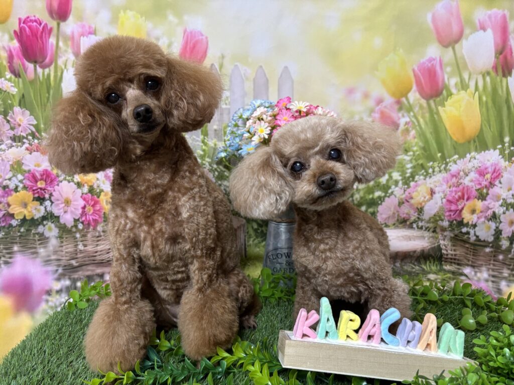 東京都瑞穂町のトリミングサロン「からちゃん」で、季節のフォトブースで記念撮影した二匹のトイプードル