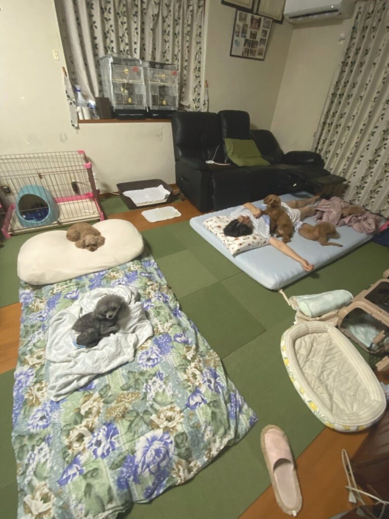 わんちゃんの美容院からちゃんのペットホテルで、夜間にくつろいで過ごすわんちゃんたち